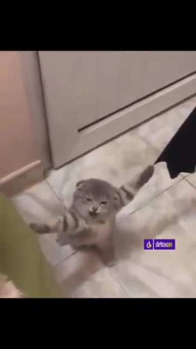 🕸️😼