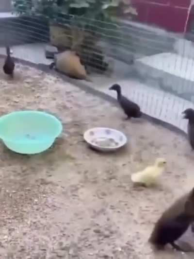 To make new friends