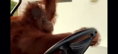 Monkey riding a golf cart