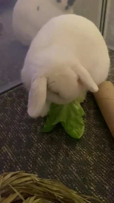 Trying lettuce for the first time! Any recs for introducing more veggies?
