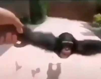 Mono