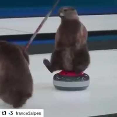 Impressive marmots