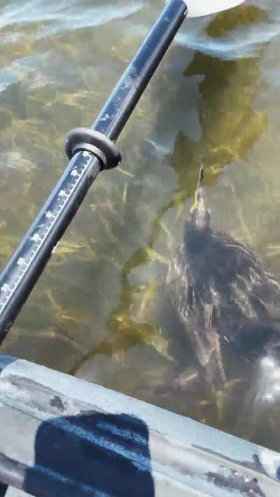 Cormorant fishing under my kayak