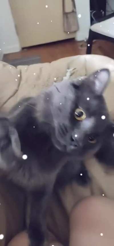 I was trying out Snapchat filters on my cat and he wasn't very cooperative