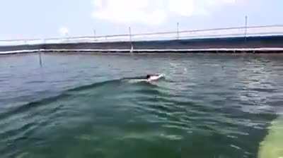 Dolphin takes a little girl on a swim around the pool