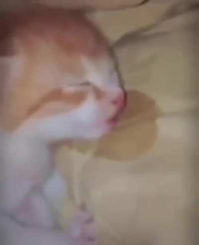 Wordington Nap