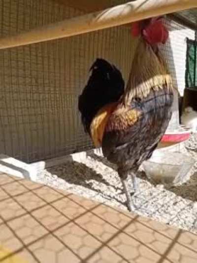 Rooster forgets to Breathe...
