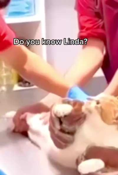 Garfield NOOO…