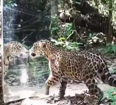 Wild animals reacting to a mirror