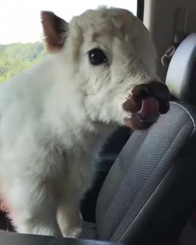 Interesting passenger