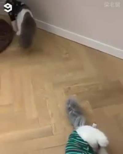 Going nuts on the stuffed toy.