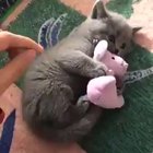 dont take my teddy bear! nervous cute Cat