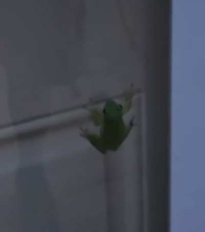 The Frog that ate the firefly