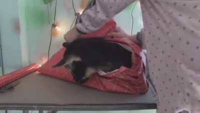 How to gift wrap a Goat for Christmas.