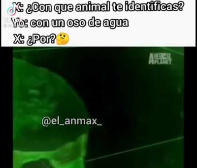oso de agua