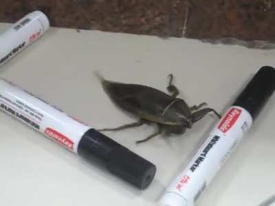 Large insect