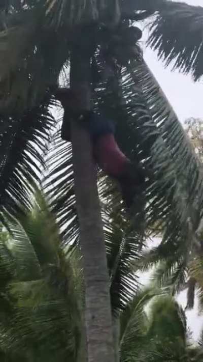 How Fijian’s Climb Down Trees (OC)