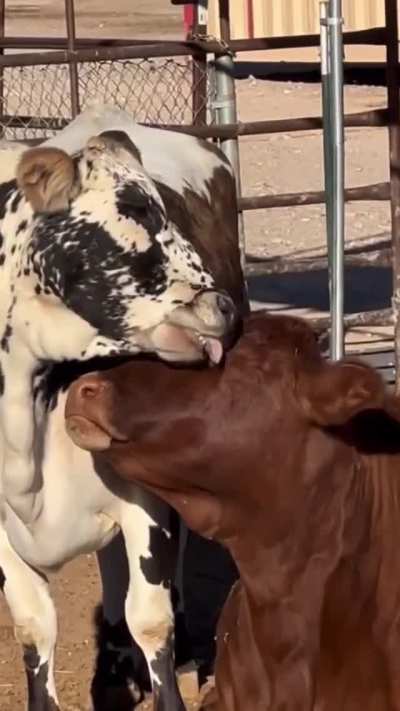 Cows look out for their friends and make sure they're always looking their best