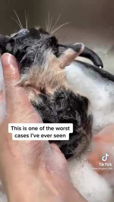 Bathing new rescue kittens