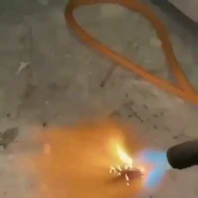 this cockroach is lit