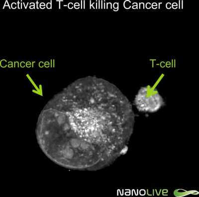 Little T Cell battling a cancer cell (David vs Goliath)