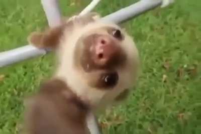 Sloth falls off branch