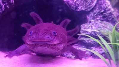 Such a silly face