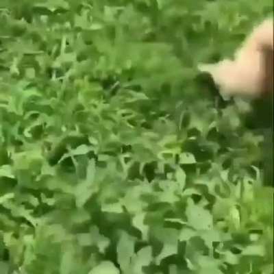 The way they walk the way they talk