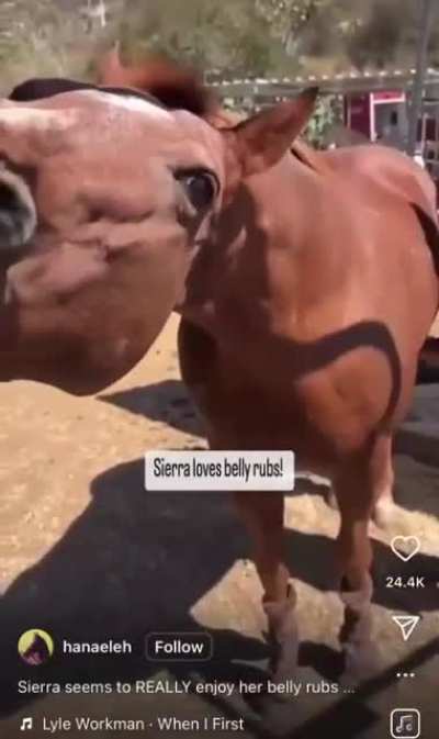 belly rubs