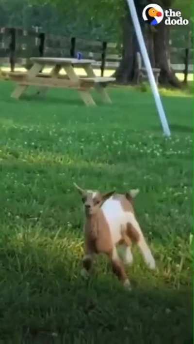 Tater and Tot’s incredible progress at Little Buckets Farm Sanctuary