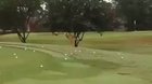 This bird has just discovered that golf balls bounce on concrete and he’s absolutely loving it