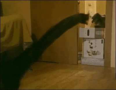 Cat Jormungandr skin be like