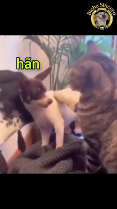 😼🍷