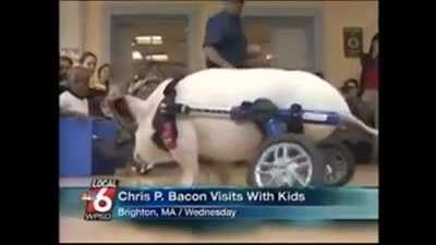 News anchor loses control and laughs because of pig's name.