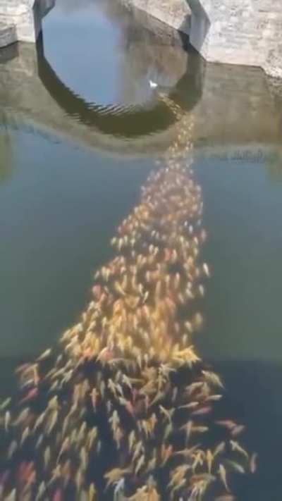 Following the duck