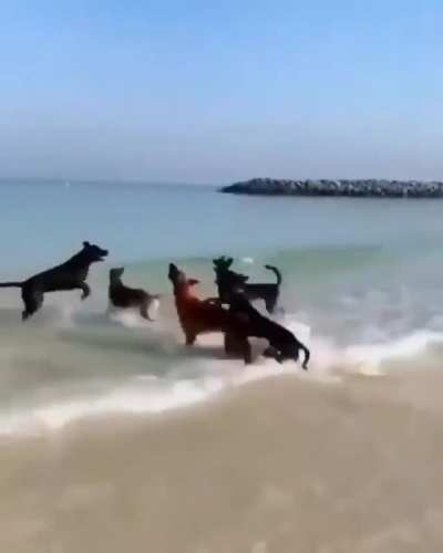 Party time in the beach...
