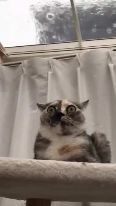 Cat bravely endures the end of the world