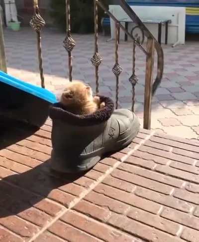 I think the cat is comfortable