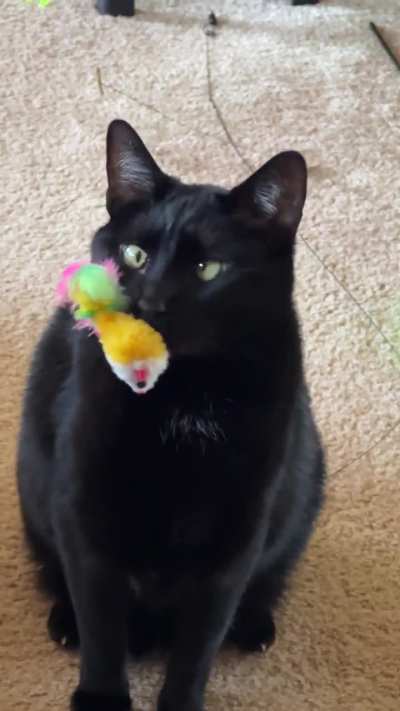 Thank goodness the sell these mousey toys in 50 packs.