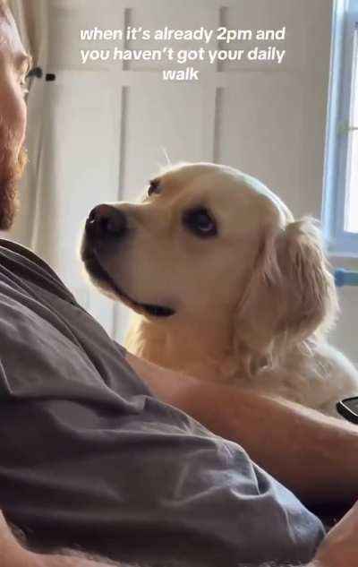 Dogs know what time it is.