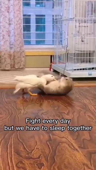 Best friend's