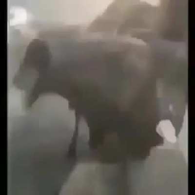 🐪🐪