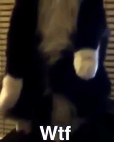 Hold my catnip while I pretend to be a statue