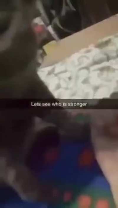 Cat strong ooga booga