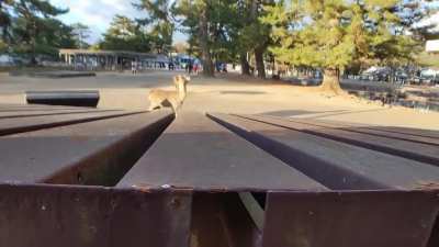 Oh deer...