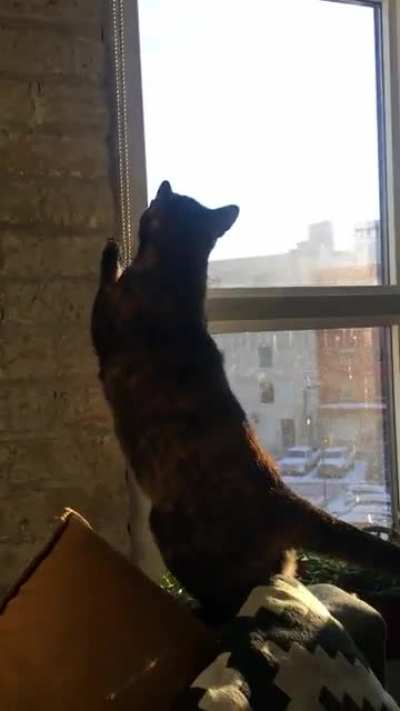 Cat brazenly risks her life for plant