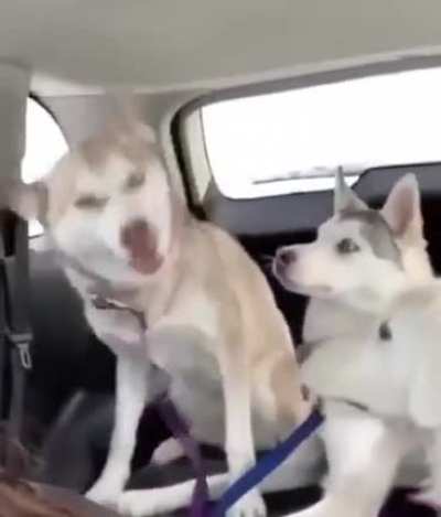 Sneezo Doggo