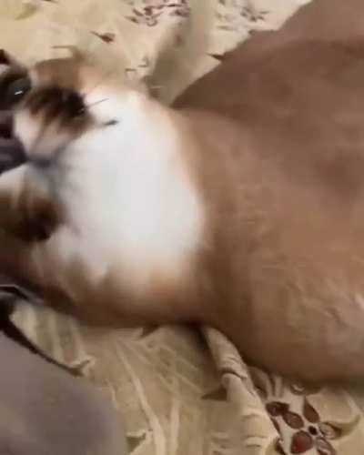 Happy Floppa