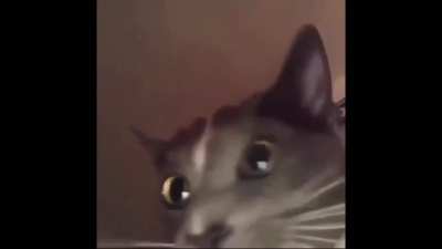 My world has a place where you are judged by a cat with funky music before you're born and after your death