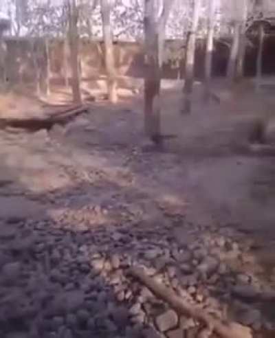 Two tigers,...Eh, Bring it on